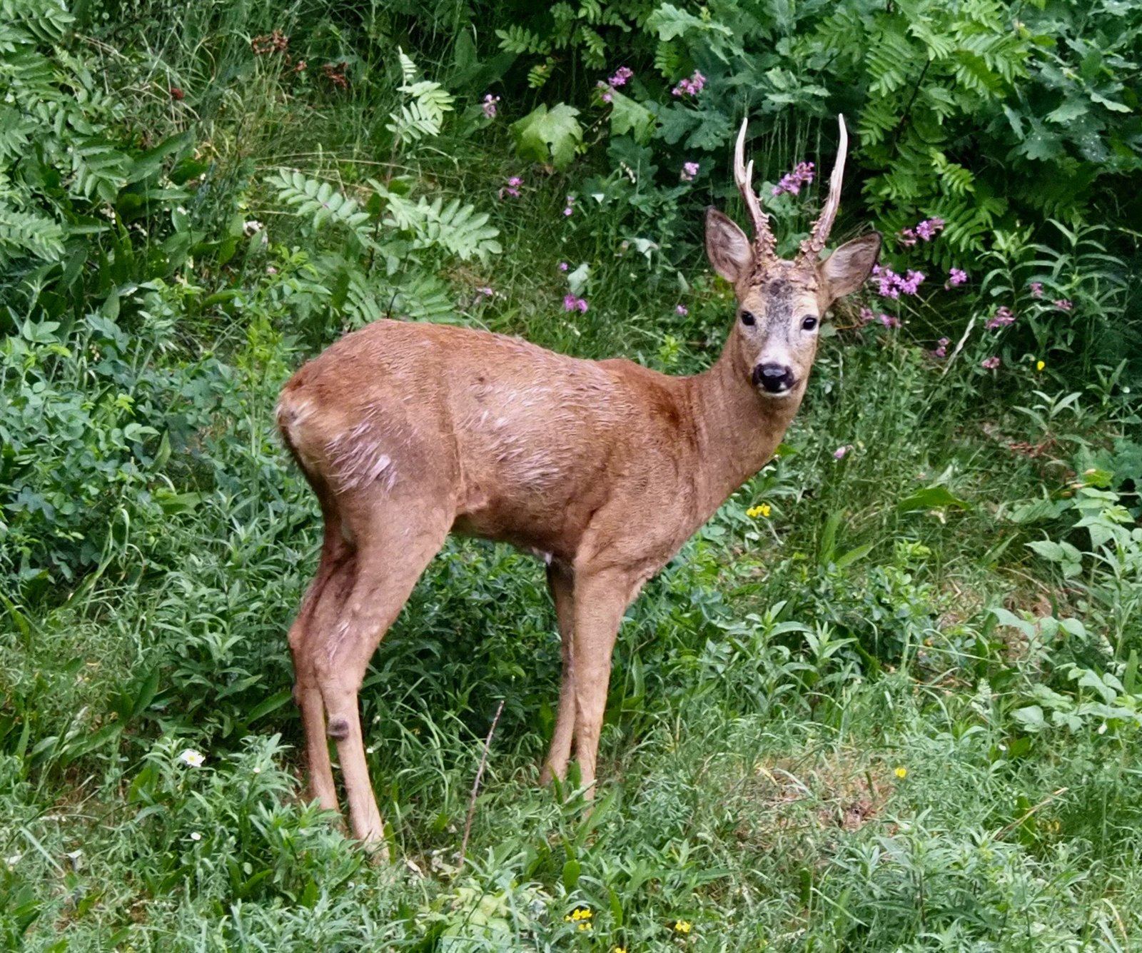 roe deer