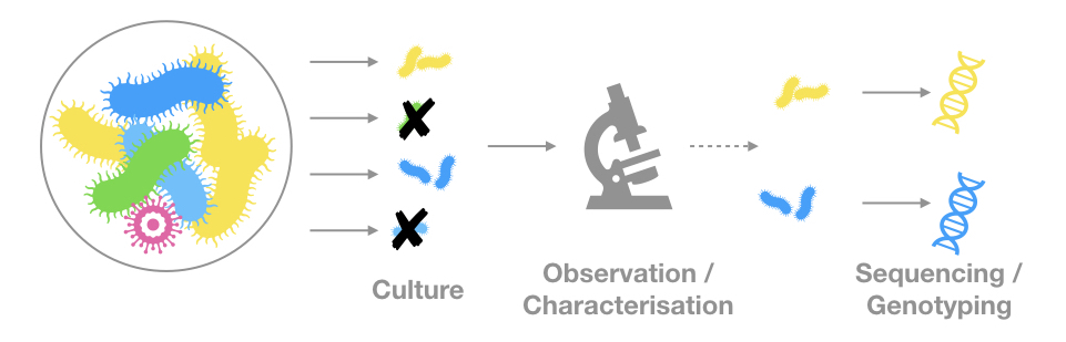 Over-simplified schema of micro-organisms overved and sequenced